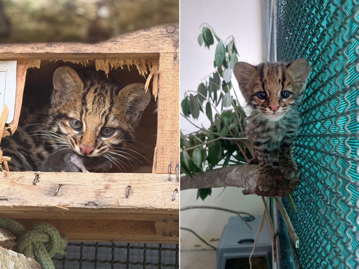 Filhote de gato-do-mato encontrada em galinheiro é reabilitada e volta à natureza