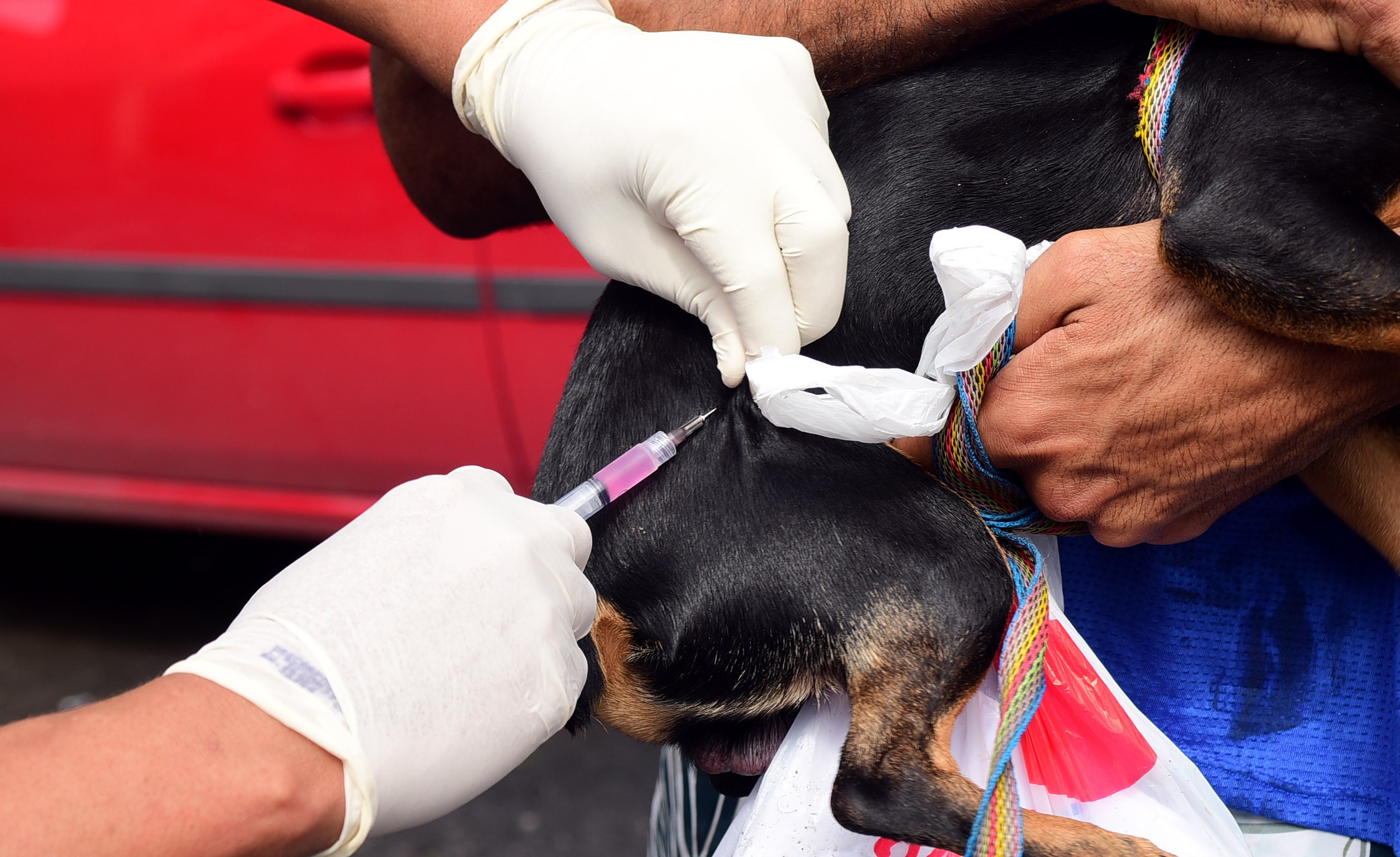 Abril Laranja: vacinação antirrábica gratuita para cães e gatos começa nesta segunda (29) em Cuiabá