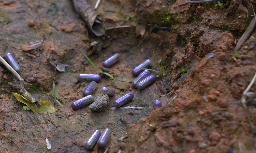 Drone replanta árvores em áreas onde houve deslizamentos em São Sebastião — Foto: Reprodução/TV Vanguarda