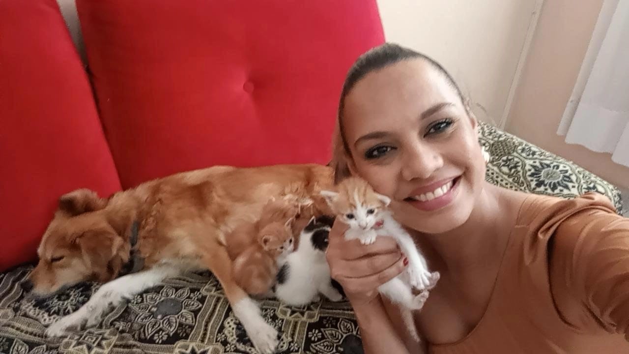 Cadela tem 'gravidez psicológica' após gata dar à luz e passa a amamentar gatinhos
