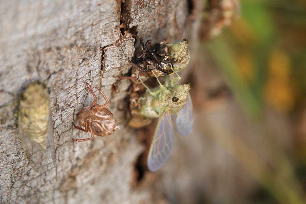 Transformação das cigarras recebe o nome de ecdise ou muda  — Foto: Celso Silvério/Acervo Pessoal