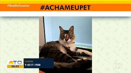 Tutora pede ajuda para encontrar gato desaparecido na quadra 604 Sul