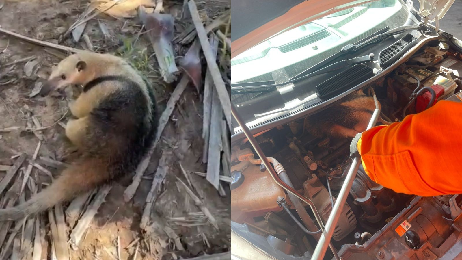 Tamanduá-mirim é encontrado dentro de motor de carro levado para revisão no PI
