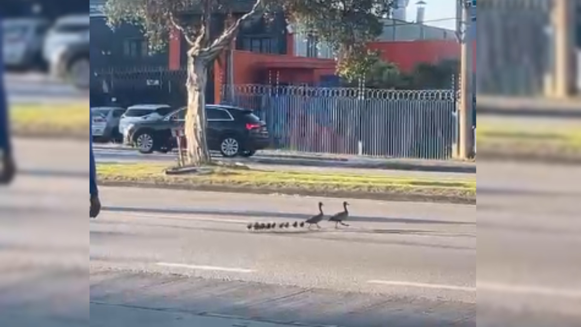 VÍDEO: motoristas param trânsito para família de patos atravessar avenida em Sorocaba