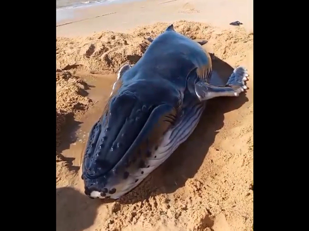 Filhote de baleia encalha e morre na Praia de Grussaí, em São João da Barra; vídeo 