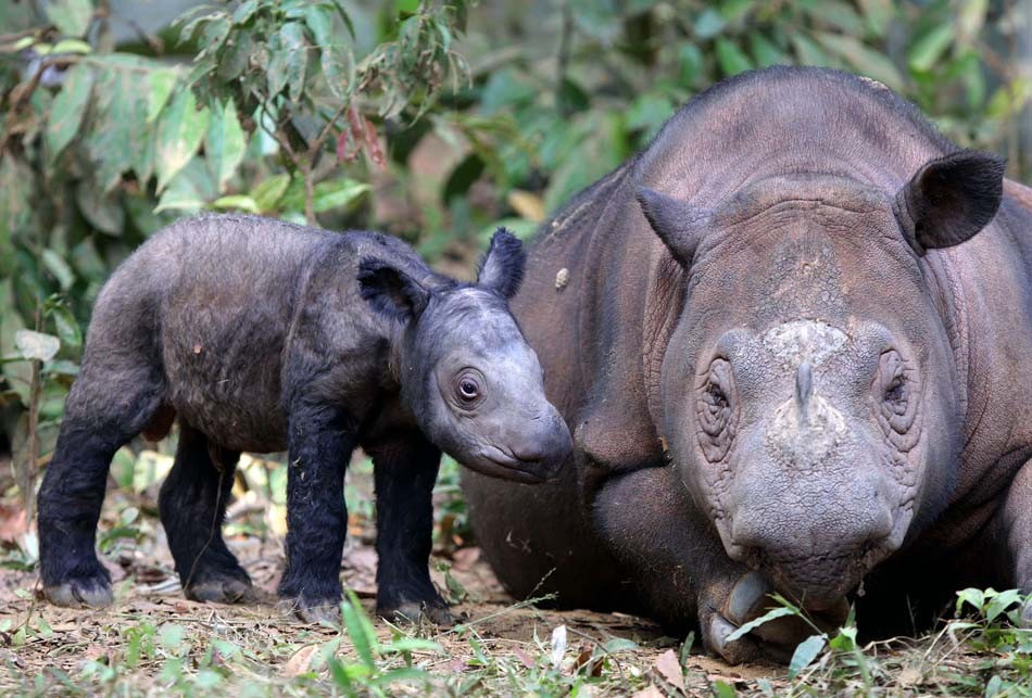 Nascimento de rinoceronte de Sumatra traz esperança para espécies em risco de extinção