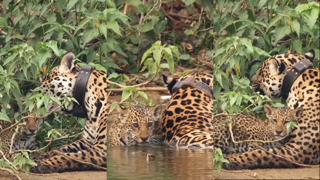 Filhote de onça-pintada é flagrado se alimentando de carne pela primeira vez no Pantanal; Vídeo