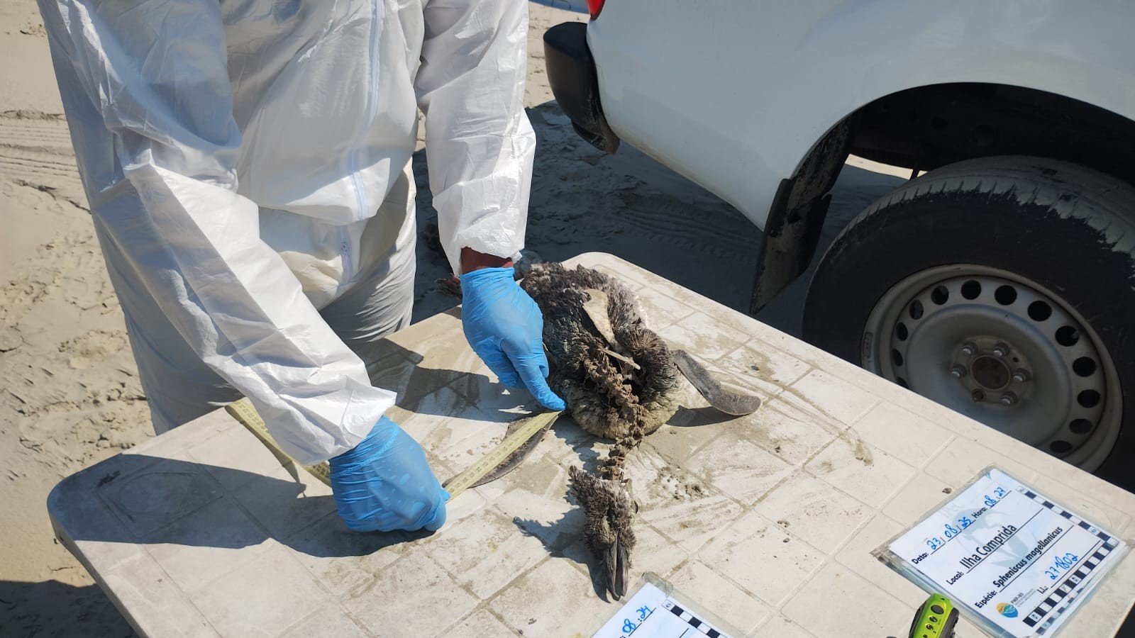 Veja o que se sabe sobre os mais de 800 pinguins encontrados