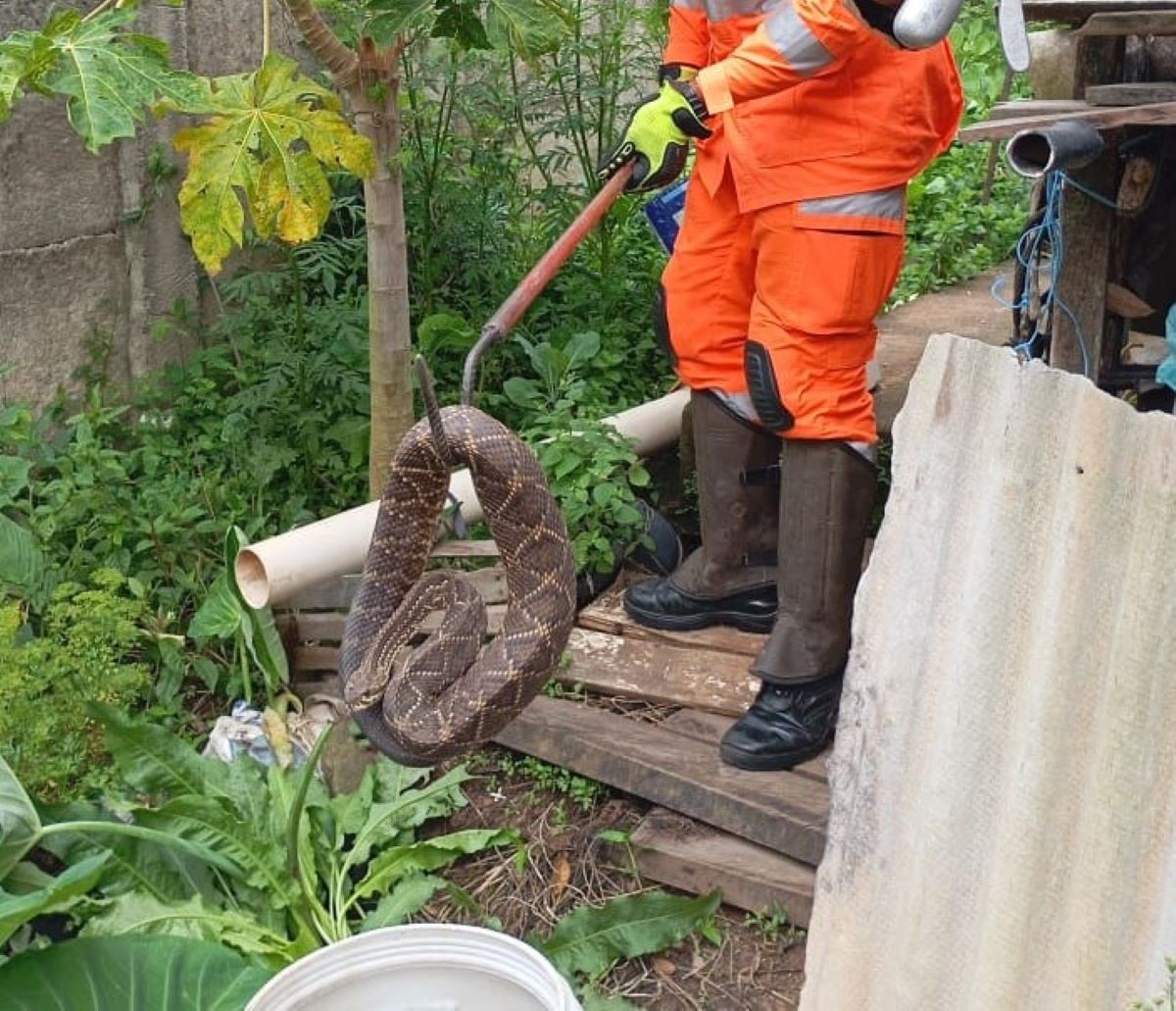 Cascavel adulta esconde em galinheiro de casa e assusta moradores no interior de Minas; FOTO