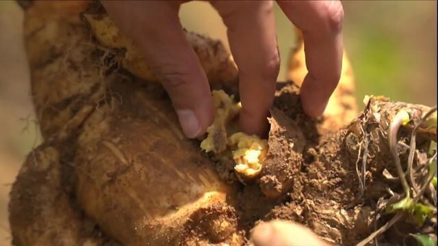 Calor cozinha mandioquinha ainda no pé no Espírito Santo; veja VÍDEO