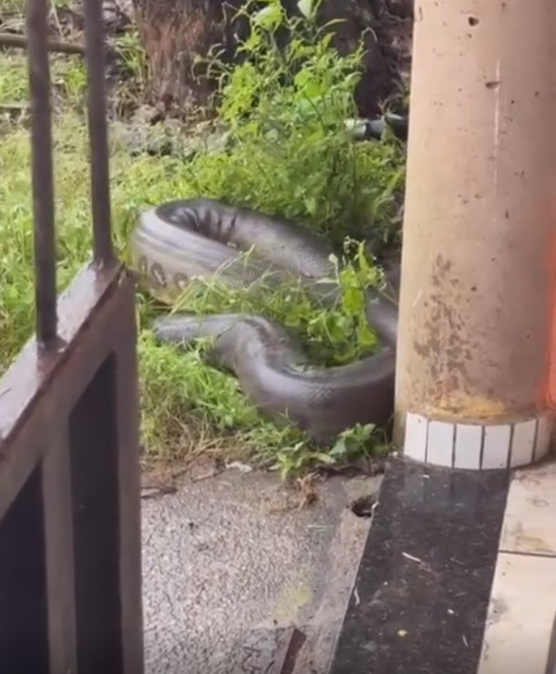 VÍDEO: Sucuri gigante é encontrada em frente a residência e assusta moradores em Barcarena, no Pará