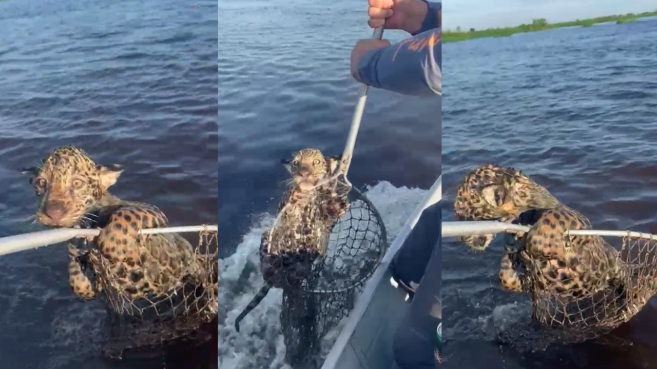 Pescador que 'fisgou' filhote de onça fez resgate em 6 minutos no Pantanal: 'Única alternativa era ajudar'