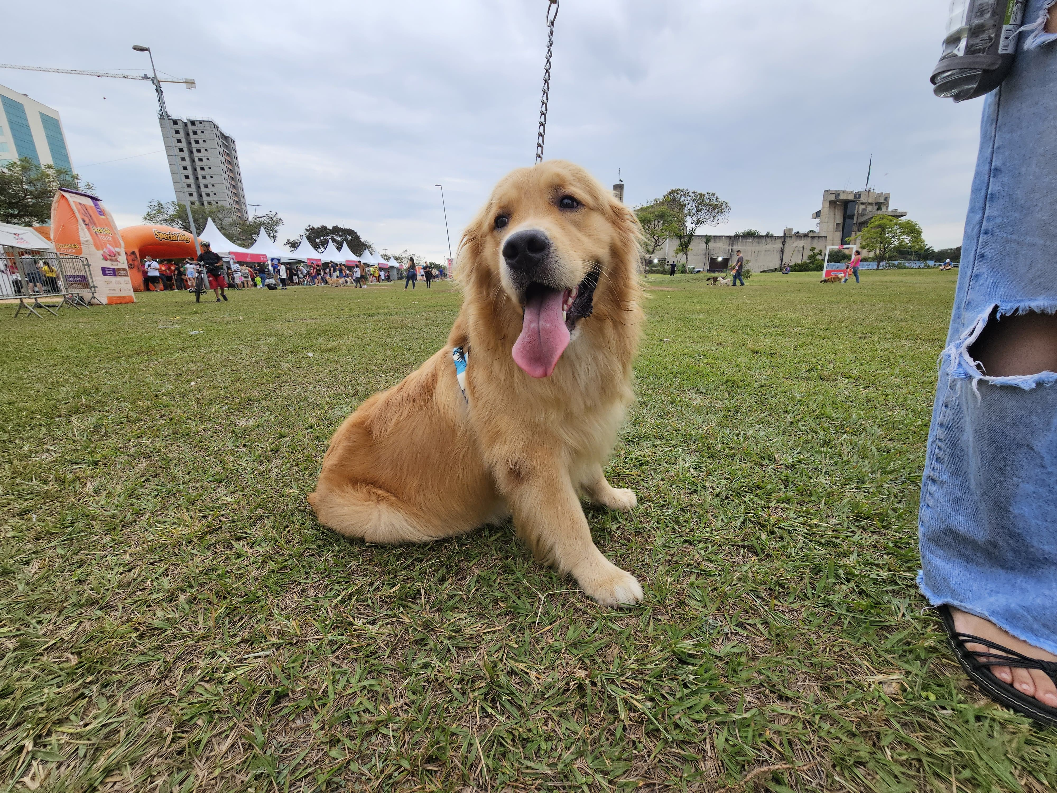 Bauru recebe mais uma edição do Tem+ Pet neste domingo; veja a programação