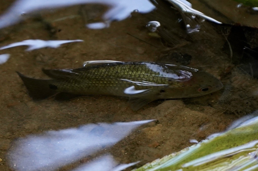 Peixe que ‘anda’ na terra? Vídeo viraliza e especialista explica comportamento