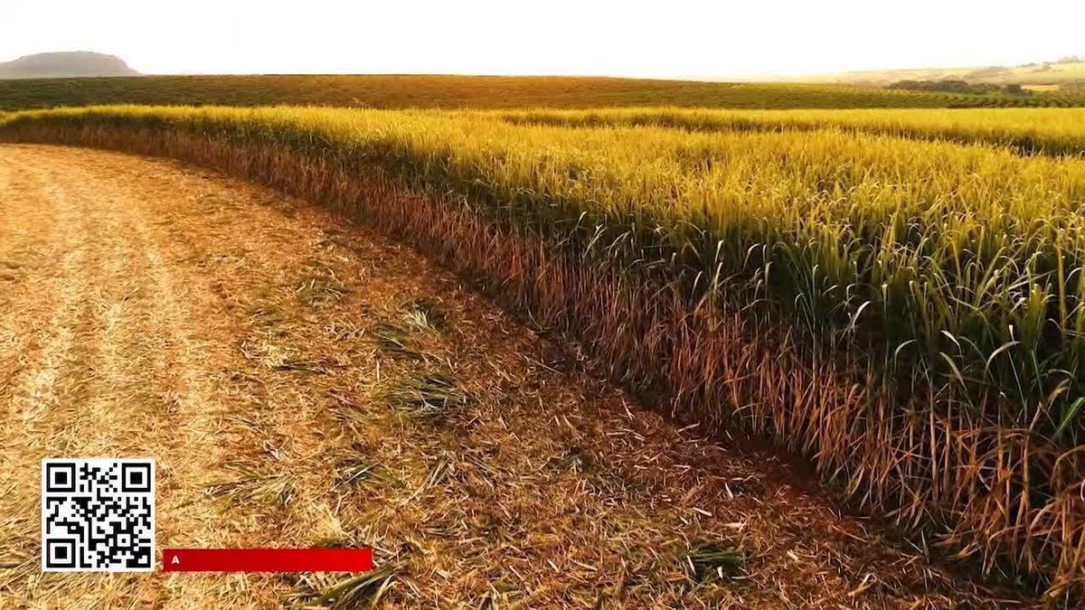 Brasil é o principal produtor de cana-de-açúcar do mundo | Agro a ...
