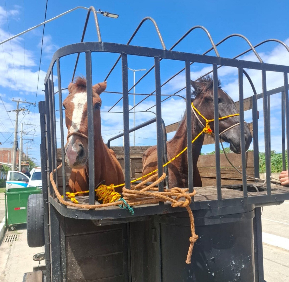 Éguas atravessam rodovia, atingem veículo e são capturadas em Arraial do Cabo