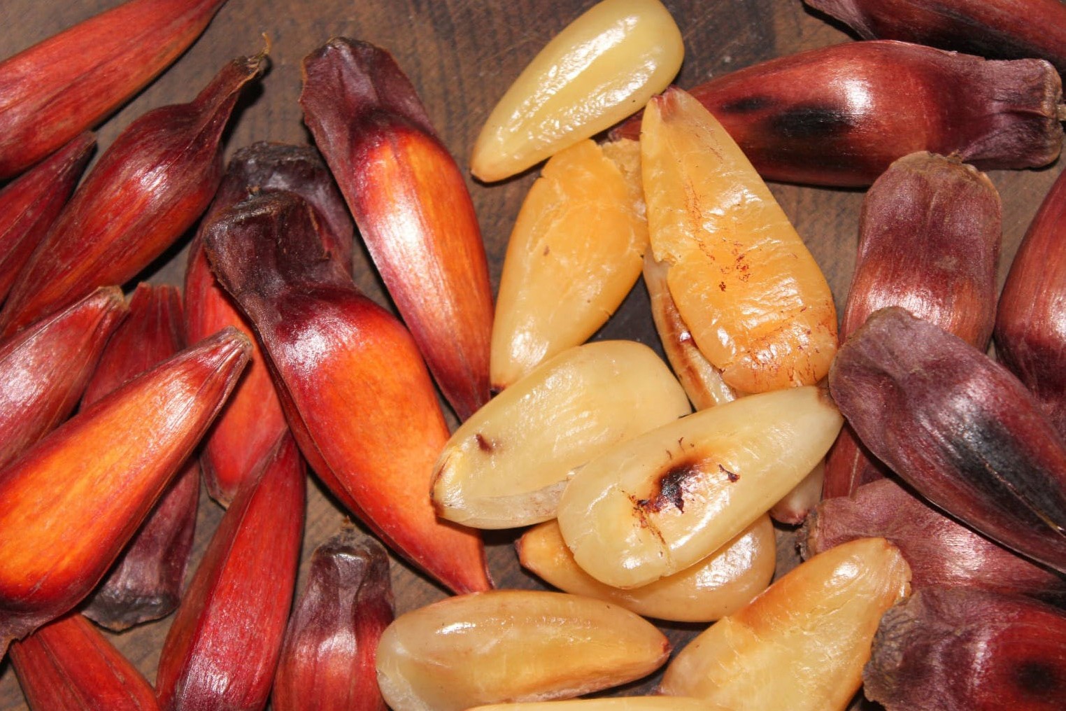 Presente no Paraná há mais de 10 mil anos, pinhão ganhou versatilidade gastronômica ao longo da história; veja receitas