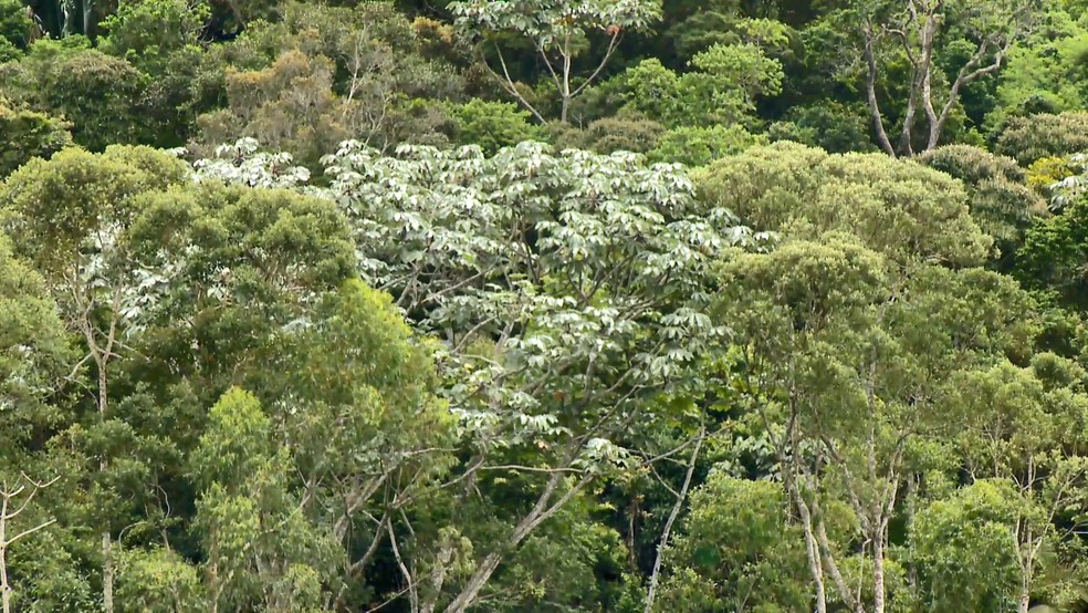 Árvore favotira do bicho-preguiça está a espera do morador na propriedade de Gilson Mansur, em Santa Teresa, no Espírito Santo — Foto: Reprodução/TV Gazeta