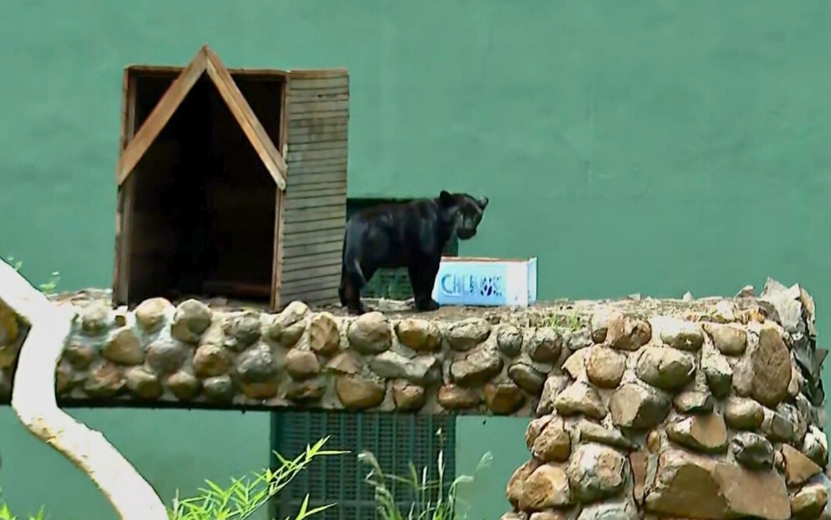 Zoológico de Ribeirão Preto recebe filhote de onça-pintada com pelagem preta