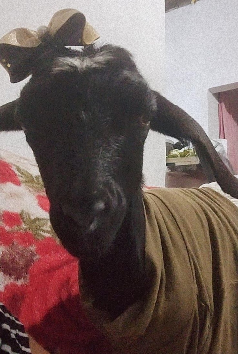Cabra Belinha foi criada dentro da casa da família, e usava roupas e laços. — Foto: Rose Bernardo/Arquivo pessoal