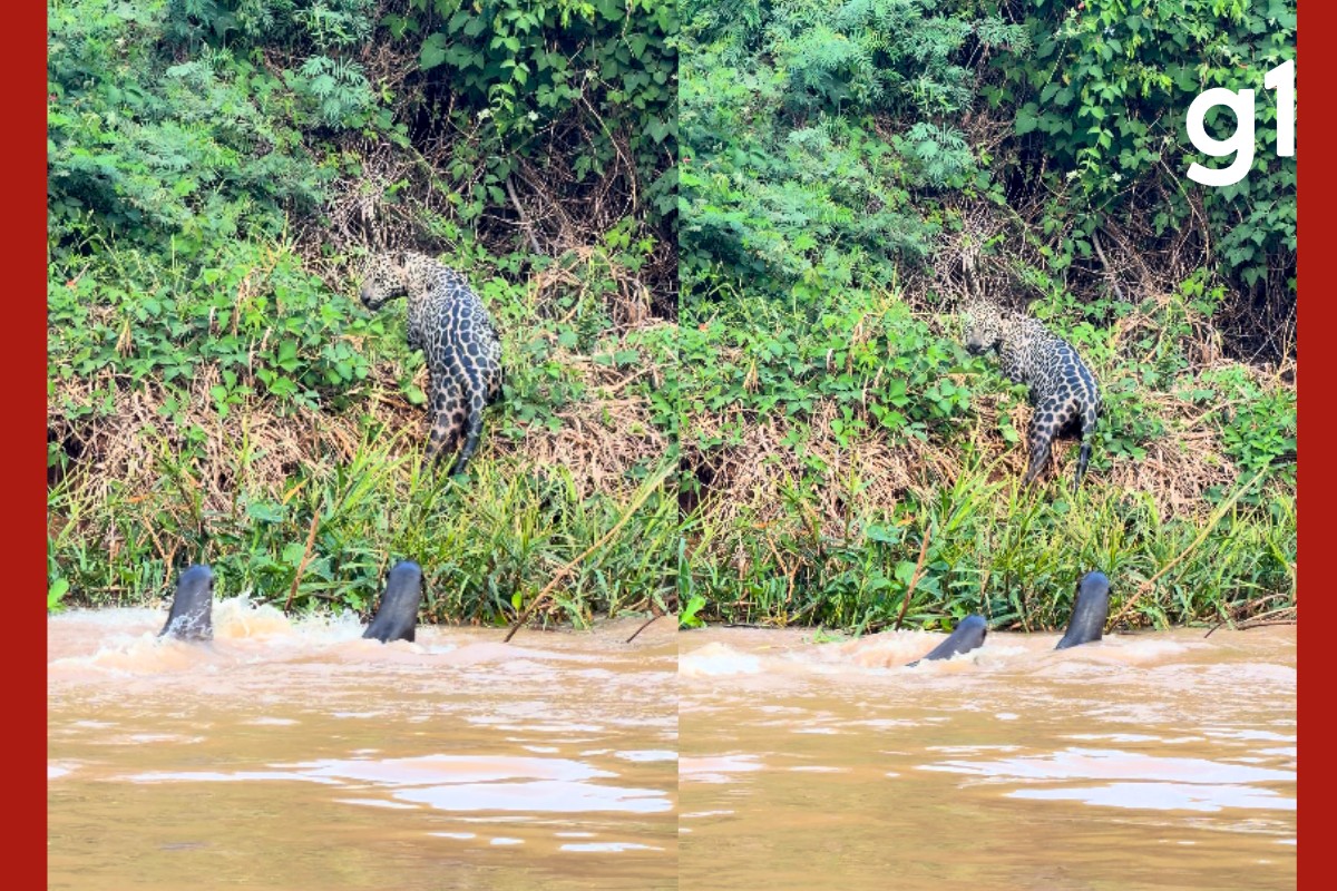 VÍDEO: ariranhas 'expulsam' onça-pintada durante encontro em rio no Pantanal de MT