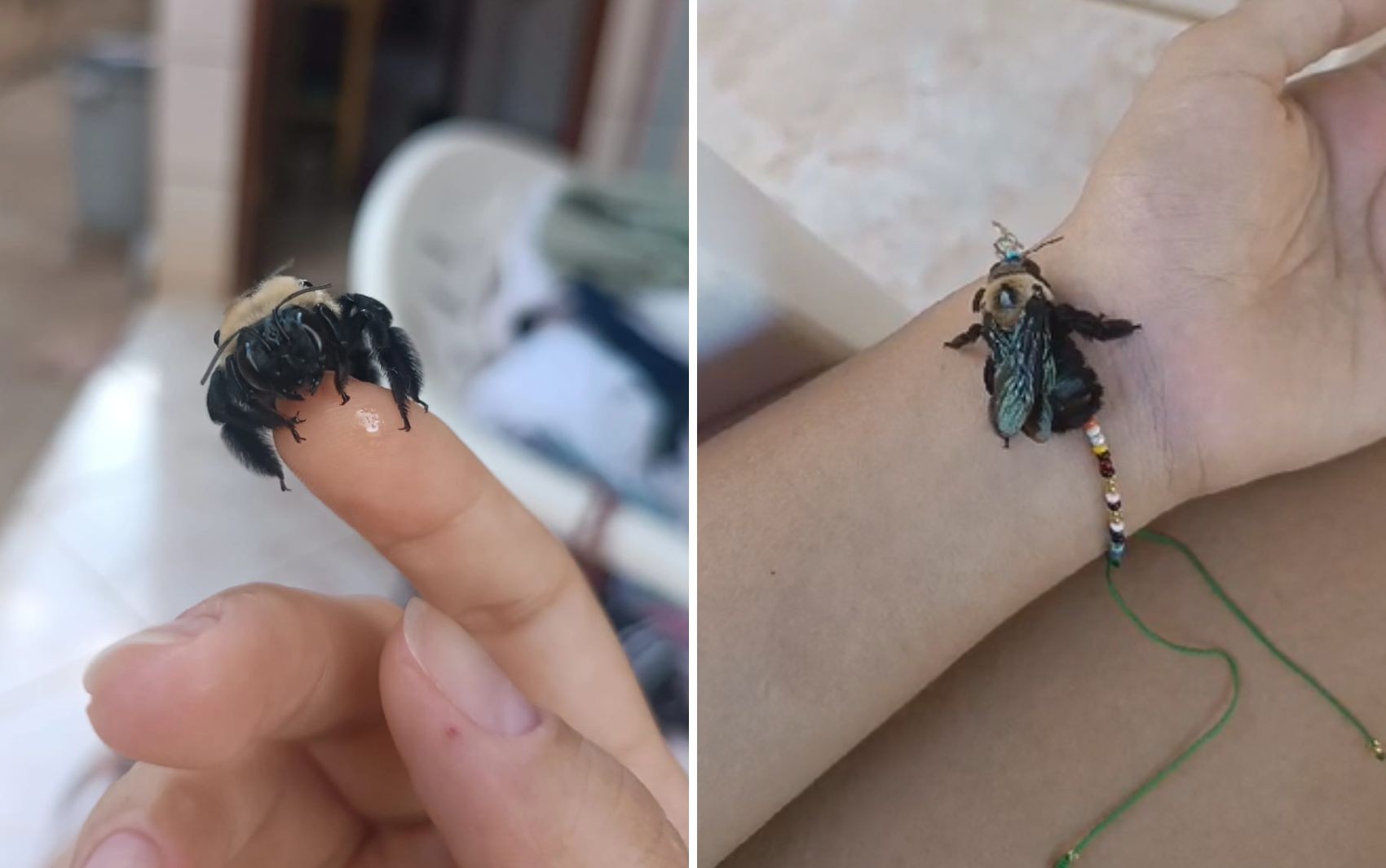 'Criamos uma conexão', diz estudante que pagou por internação de abelha em clínica veterinária de Goiânia