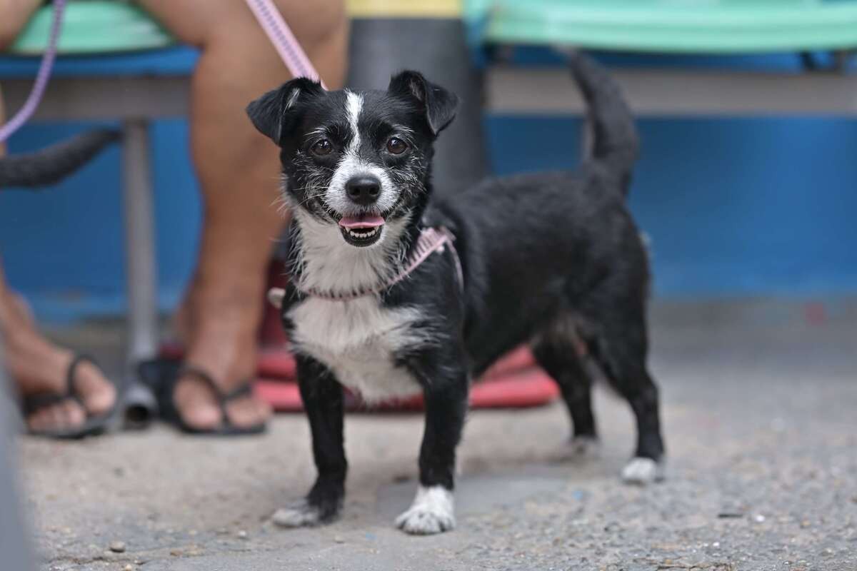 Ação oferece agendamento para castração e vacinação de animais de maneira gratuita nesta sexta em Manaus