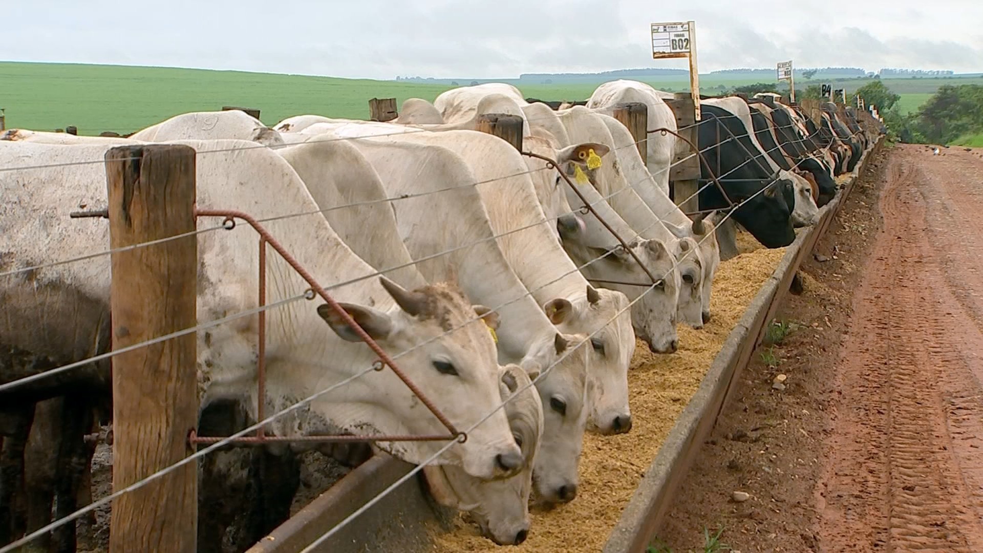 Qual é a melhor dieta para o gado ganhar peso? Globo Rural traz dicas