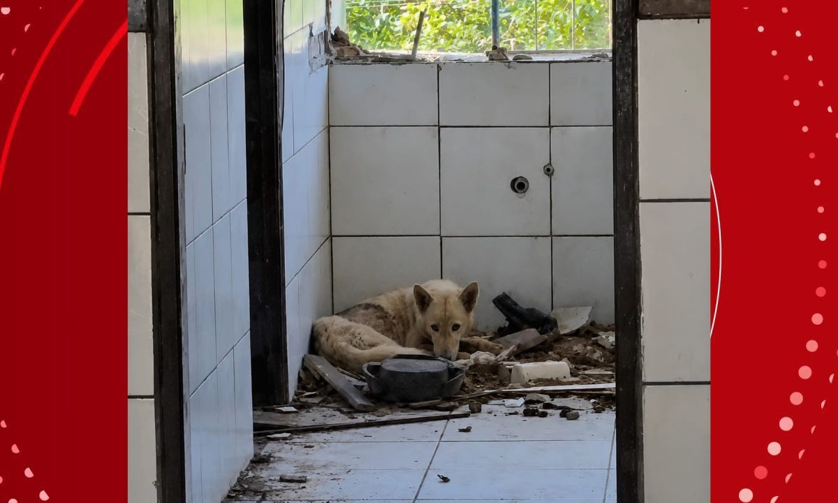 Adolescente é apreendido por maus-tratos após manter cães em condições insalubres no interior da Bahia