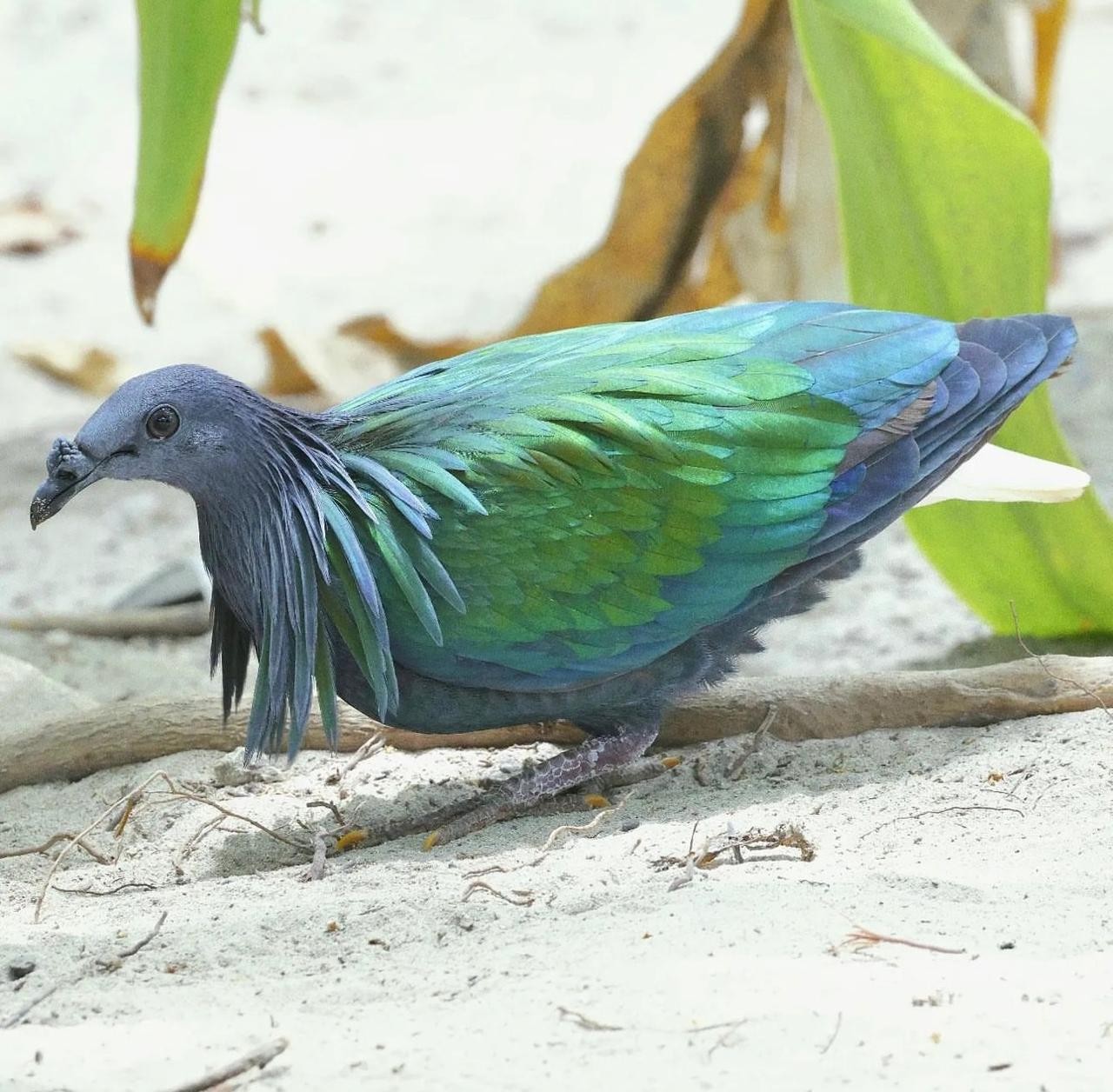 Expedição de brasileiros desvenda avifauna da Tailândia