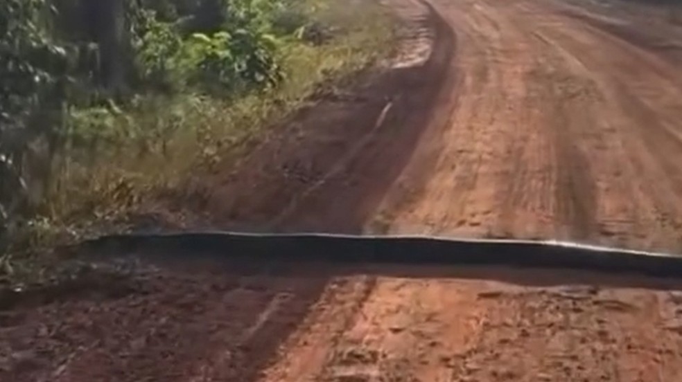 Cobra gigante, conhecida como sucuri-verde atravessa estrada rural de MT — Foto: Carlos Krampe