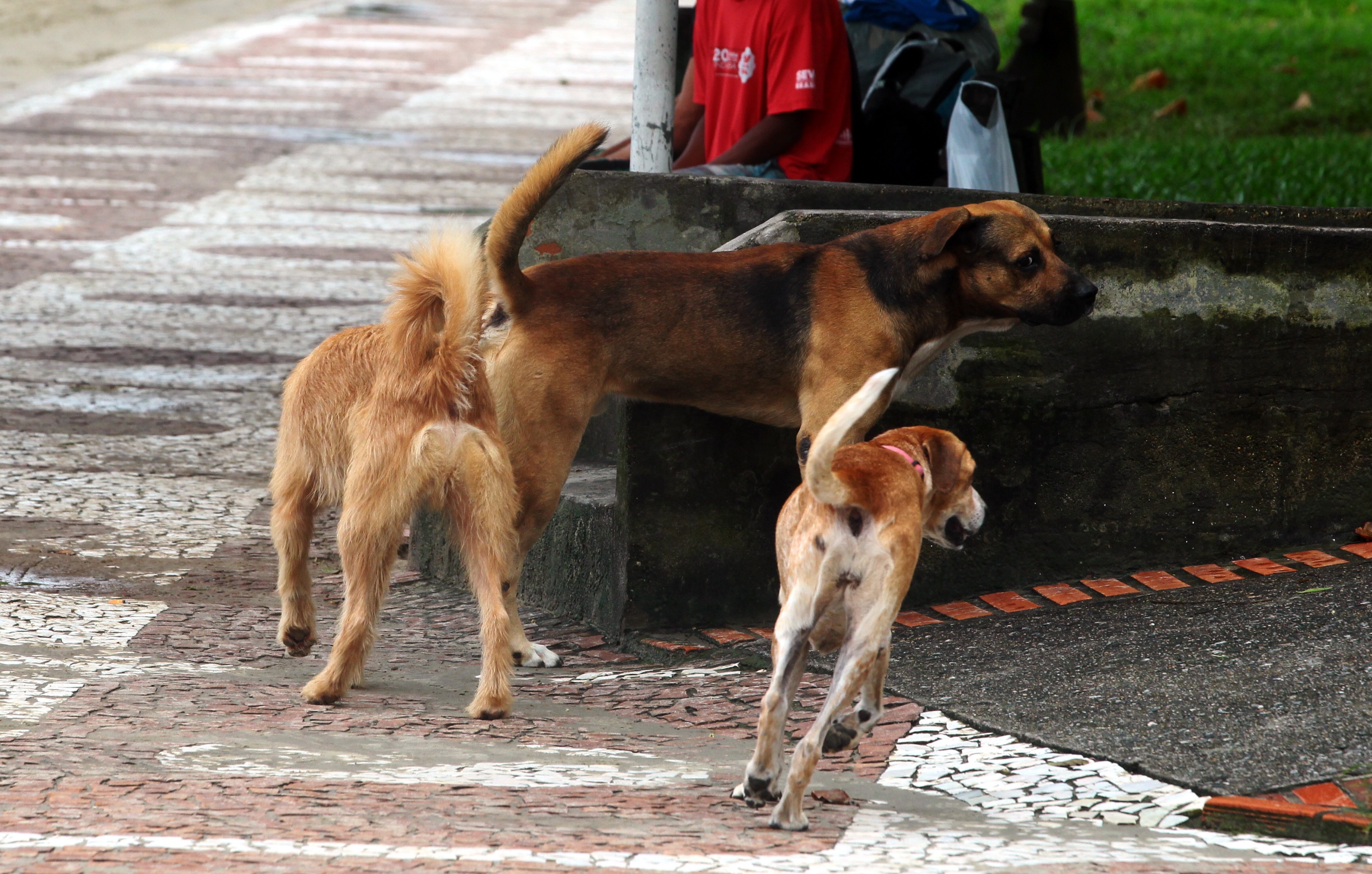 Santos, SP, aplicará multas de até R$ 50 mil para quem lavar calçadas com produtos tóxicos à animais