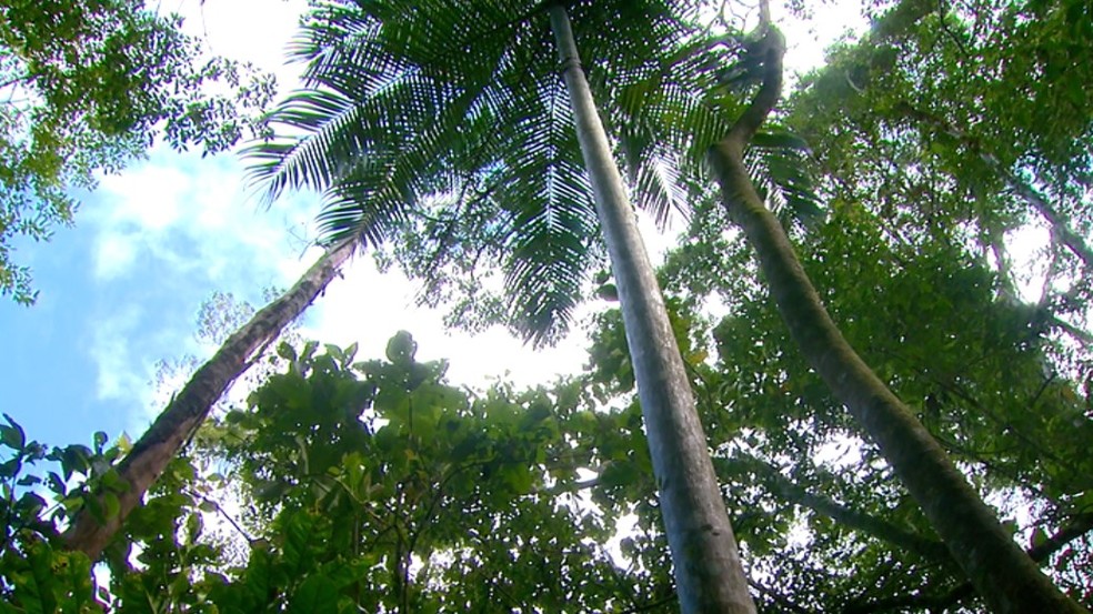 Fruto da palmeira juçara vira fonte de renda e preservação da Mata  Atlântica em SP, Globo Rural