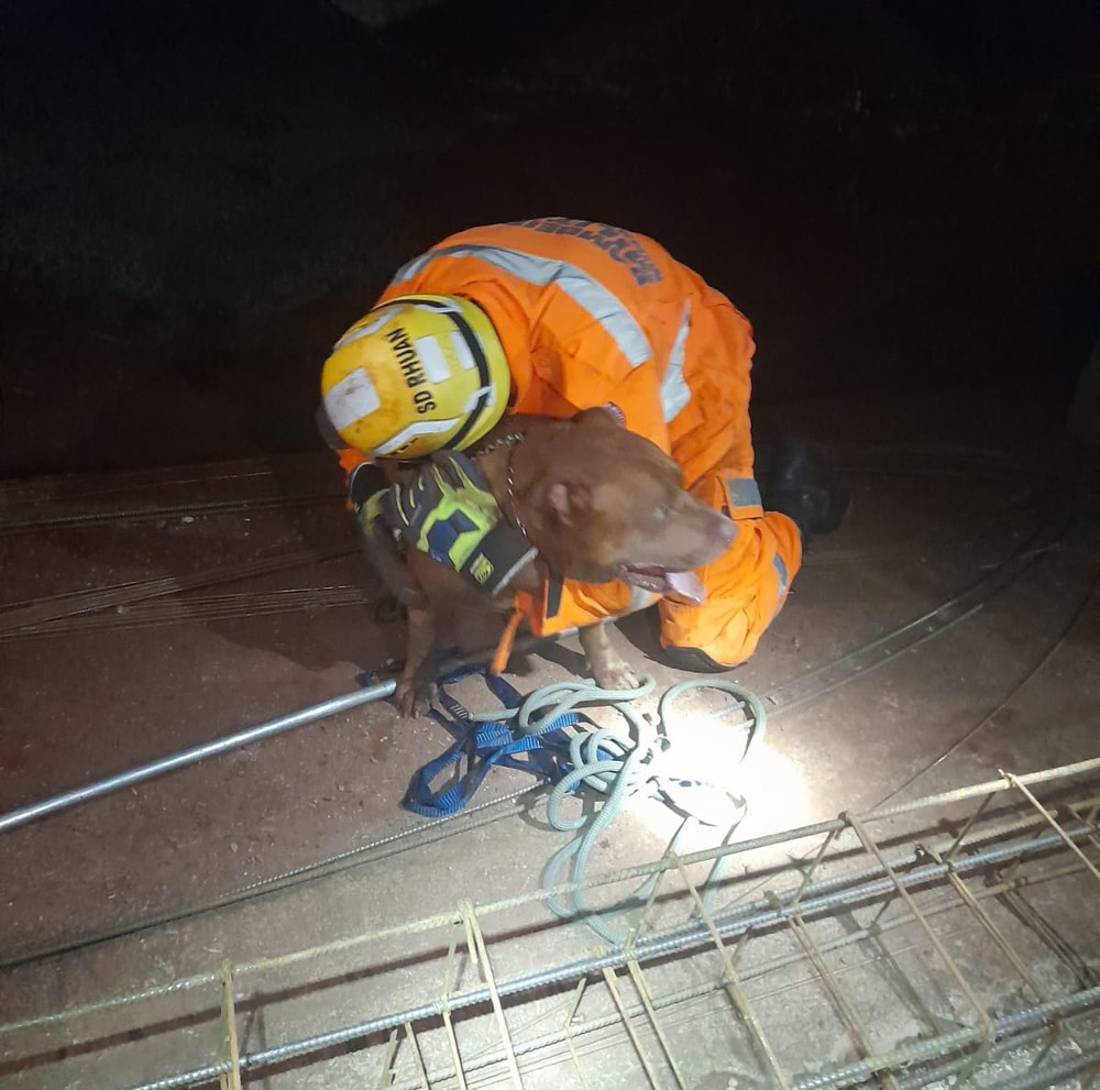 Sacramento: Pitbull 'entalado' em buraco de três metros de profundidade é resgatado pelos bombeiros