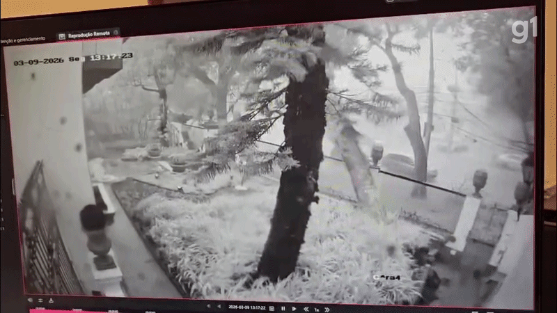 Pedestre escapa por um triz de ser atingido por árvore que caiu durante temporal em BH; VÍDEO