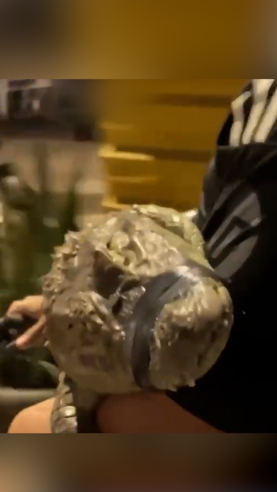 Em depoimento, menor que apareceu em vídeo com jacaré em bicicleta disse que queria 'dar uma volta'