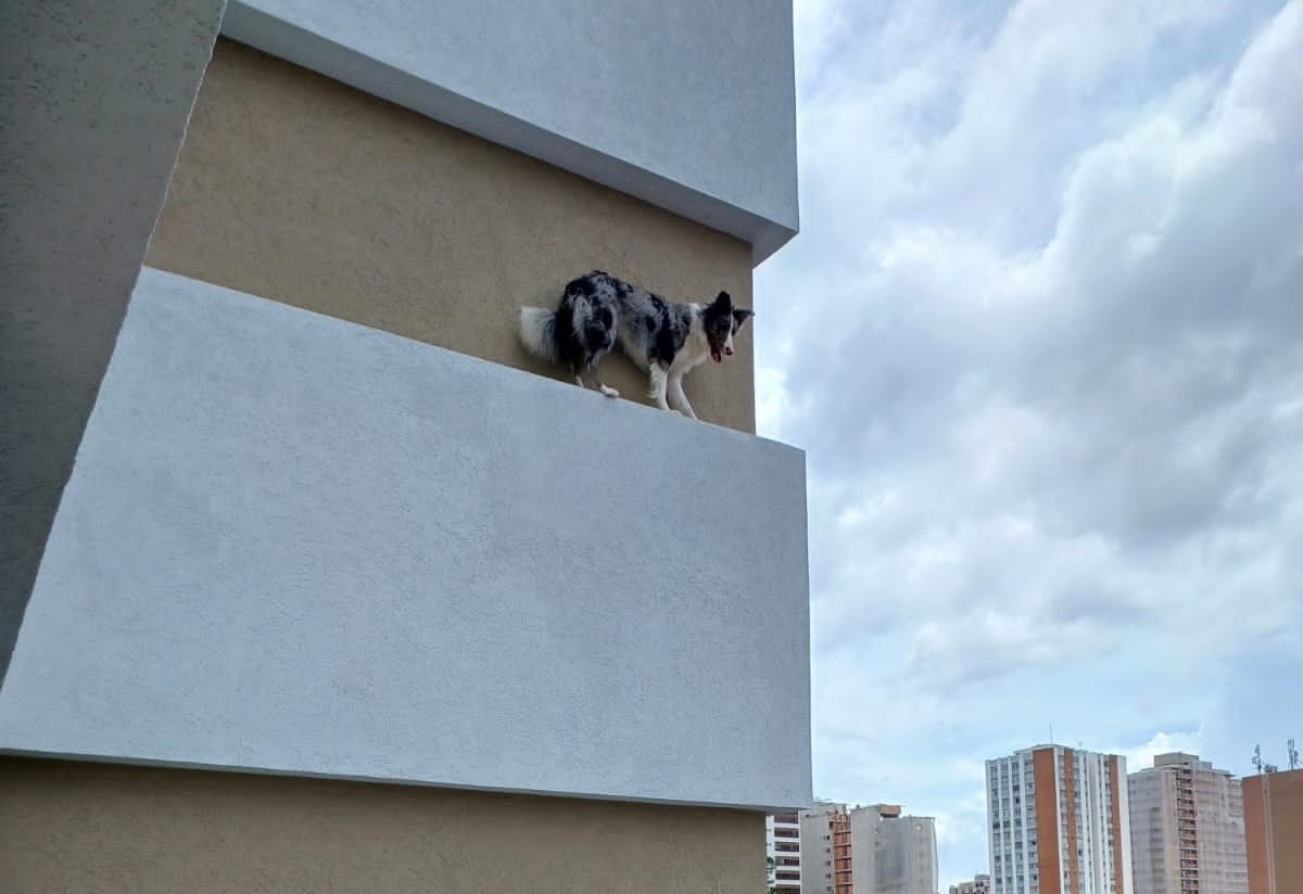 Cadela rói tela de proteção e fica presa na fachada do 5º andar de prédio, em Curitiba; IMAGENS