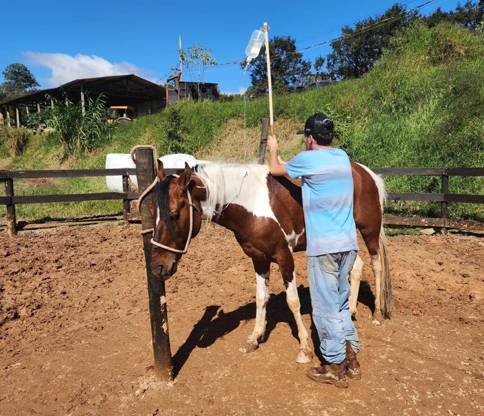 A ração da Nutrata foi contaminada com monocrotalina, uma toxina encontrada em plantas do tipo crotalária, segundo o Ministério da Agricultura — Foto: Arquivo pessoal