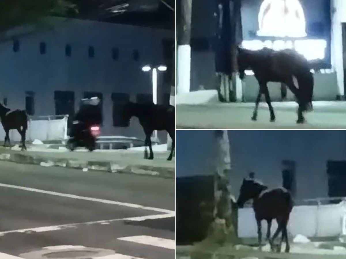 Cavalos são flagrados soltos em avenida no litoral de SP; VÍDEO