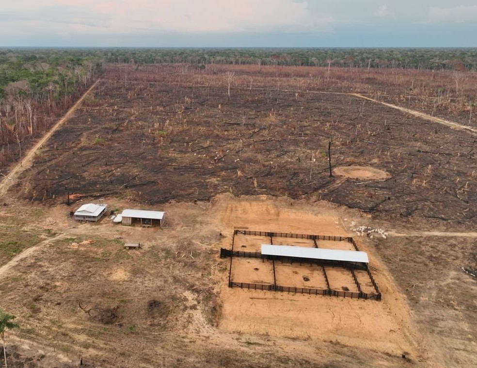 Operação da PF apura desmatamento e queimadas ilegais na Amazônia — Foto: Polícia Federal/Divulgação