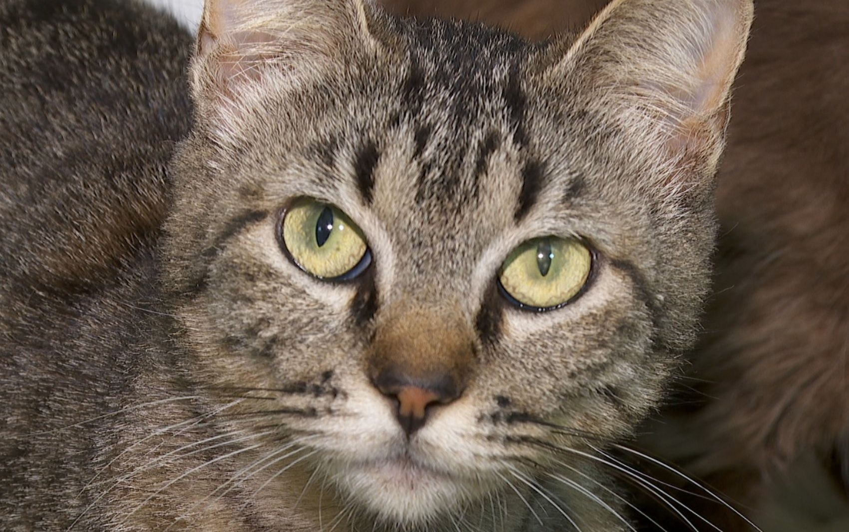 Coleta de sangue clandestina em gatos: qual é o estado de saúde dos animais resgatados em SP