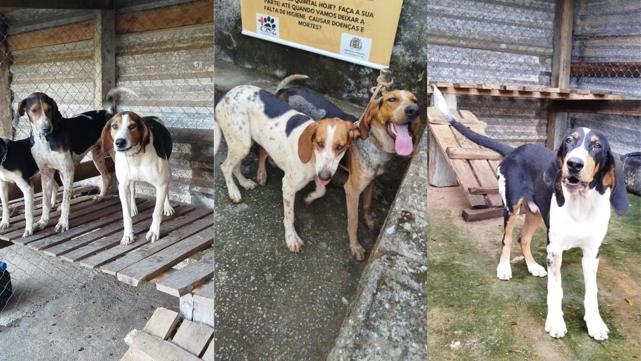 Tutor oferece R$ 10 mil de recompensa após furto de 8 cães de caça em MG