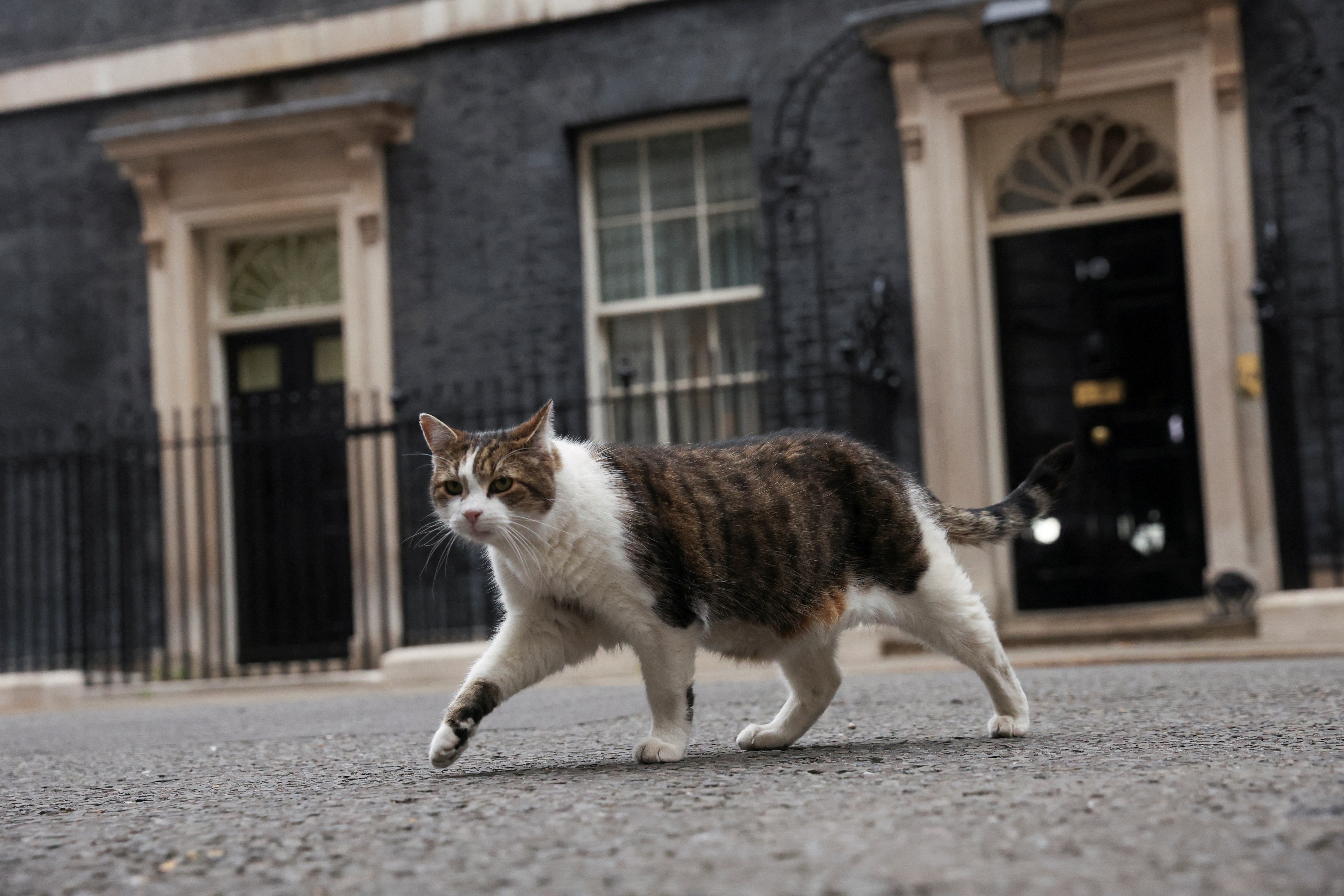 'Primeiro-felino': gato Larry completa 15 anos como guardião oficial da residência do governo britânico