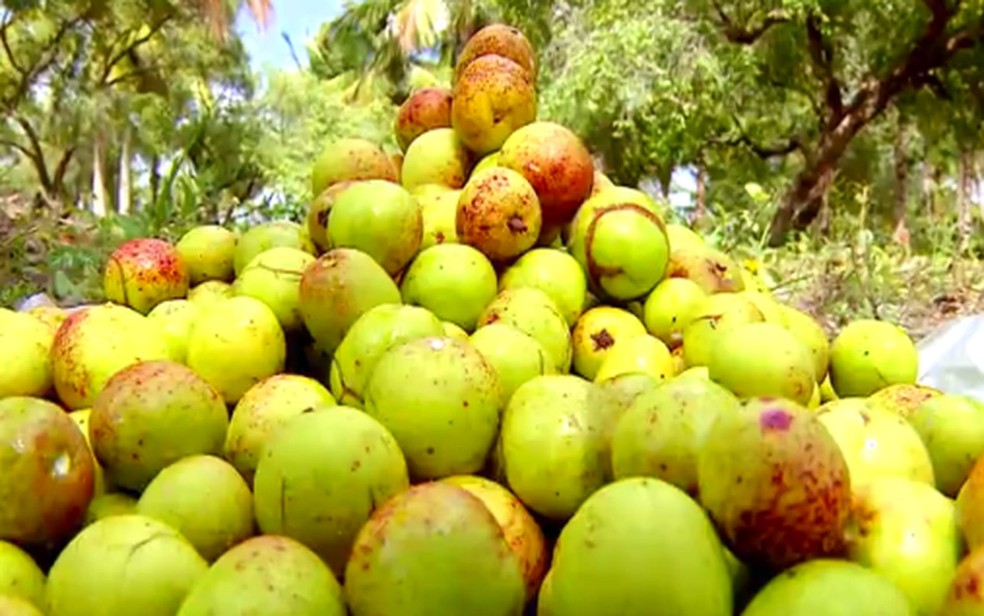 Mangaba &mdash; Foto: Reprodu&ccedil;&atilde;o/TV Sergipe