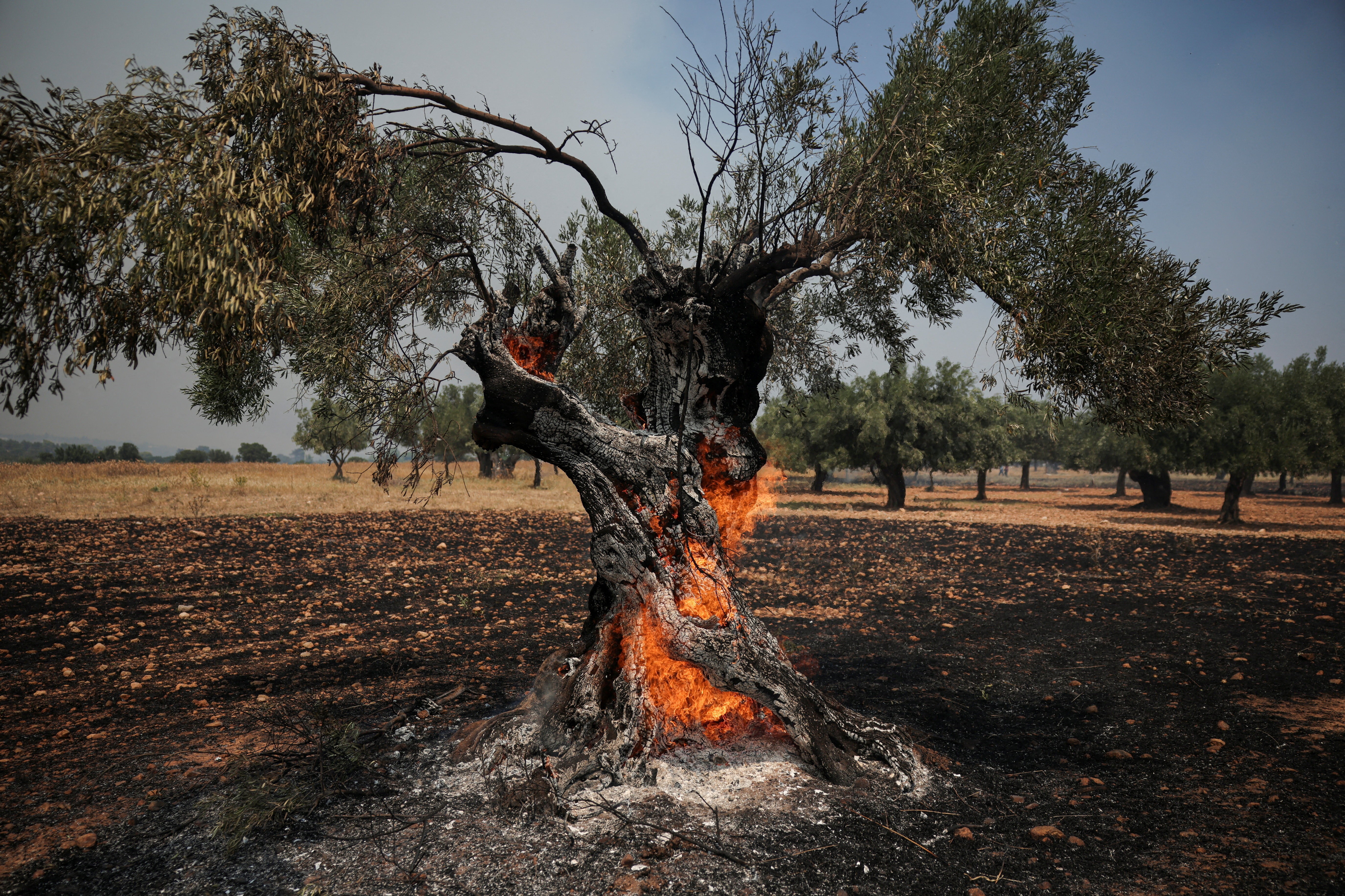 Após trégua nos preços, azeite volta a ser ameaçado por calor extremo e incêndios na Europa