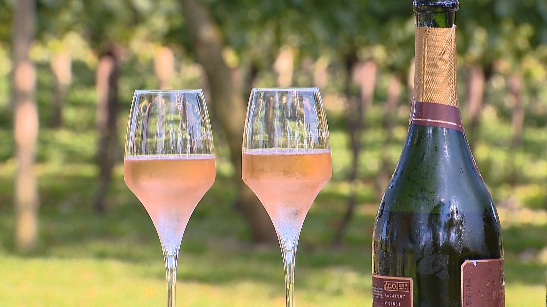 Conheça os segredos e a ciência que fazem os espumantes gaúchos conquistarem o mundo