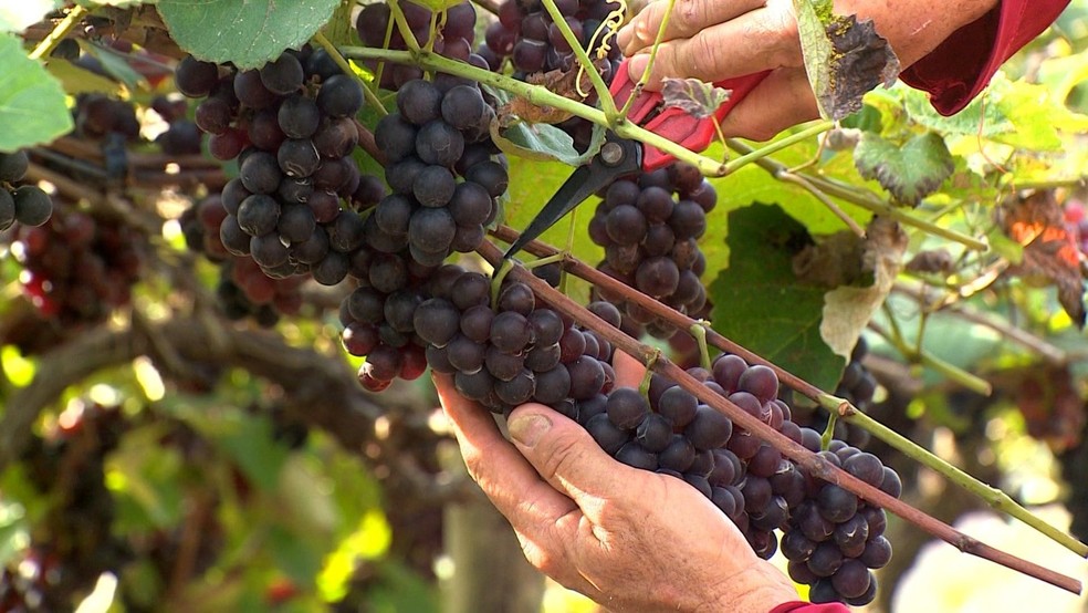 Uvas produzidas em Jaguaré, no Norte do Espírito Santo — Foto: Douglas Abreu