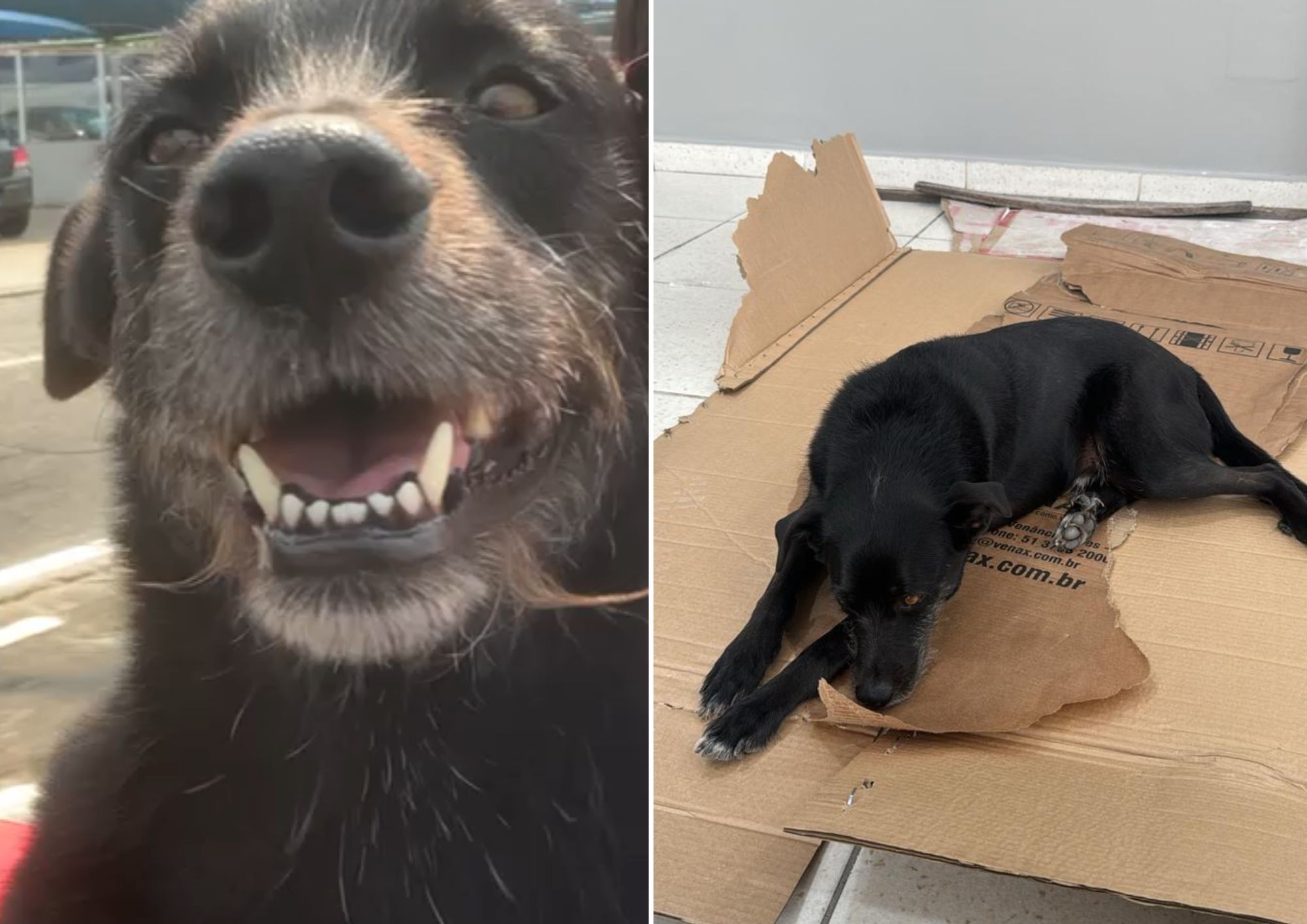 Cachorro reage a tentativa de assalto, espanta criminosos e é visto como herói