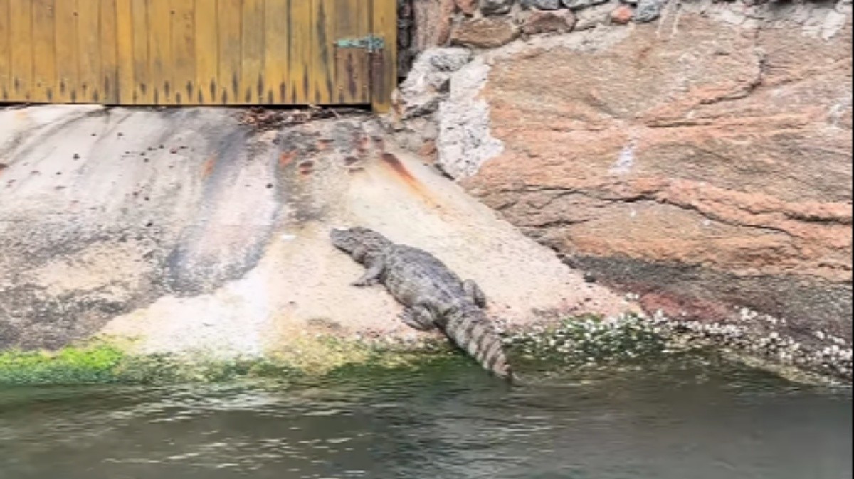 Jacaré é filmado no portão de casa no Canal do Joá perto da saída para a Praia da Barra; VÍDEO