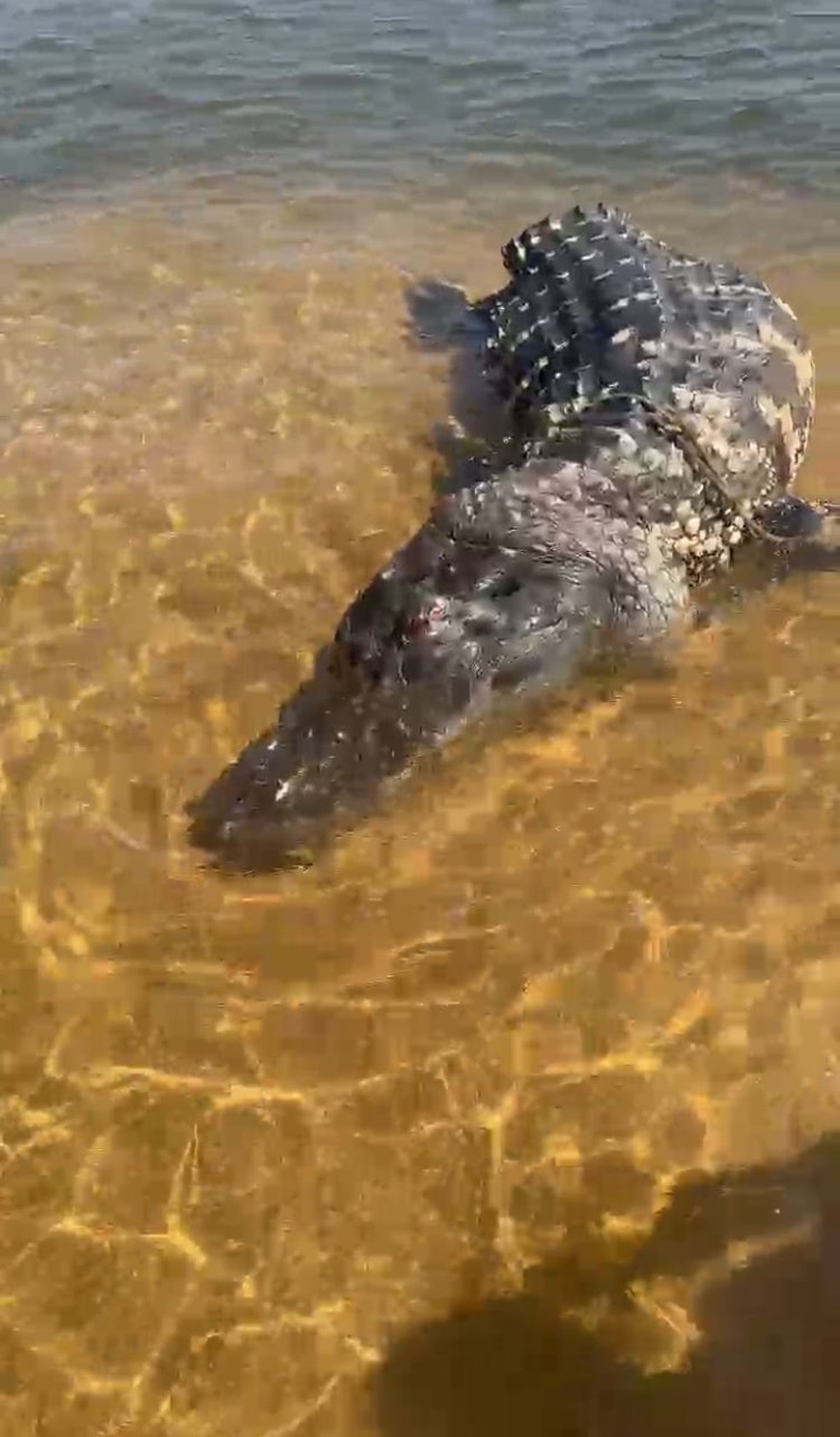 Jacaré gigante com rabo cortado é visto boiando em praia do Rio Araguaia, no Tocantins  Foto: Reprodução/Redes sociais